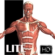 Visual Anatomy Lite